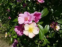 ‘Plaisanterie’, Lens, 1996