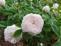 ‘Pompon Blanc Parfait’, Eugène Verdier, 1876