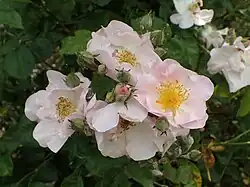 ‘Roby’, Pierre Guillot, 1912