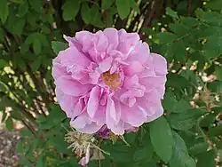 ‘Thérèse Bugnet’, Georges Bugnet, 1941