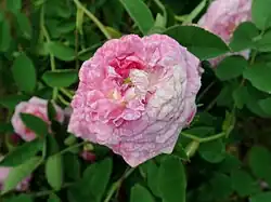 ‘Alcime’, Vibert, 1834