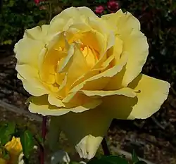 ‘Allspice’, Armstrong, 1977