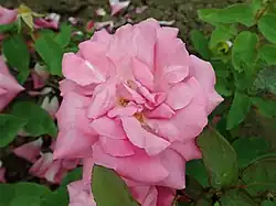 ‘Appoline’, Victor Verdier, 1848