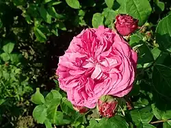 'Ardoisée de Lyon', 1858 (eingeführt von Damaizin)