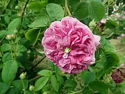 'Belle Biblis', vor 1815