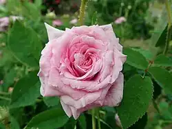 ‘Bérénice’, Vibert, 1818