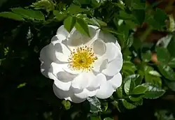 ‘Bienenweide Weiss’, Tantau, 2015