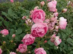 ‘Charles Métroz’, Marie-Louise Schwartz, 1900