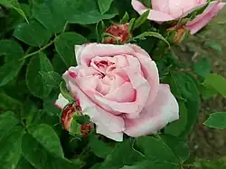 'Comtesse de Flandre', 1878