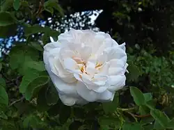 ‘Comtesse de Murinais’, Vibert, 1843