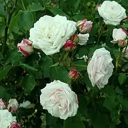 ‘Coquette des Blanches’, François Lacharme, 1871