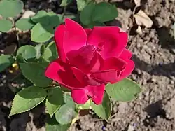 'Crown Prince', 1880