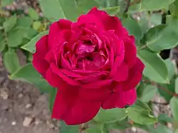 'Duc de Bragance', 1886