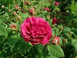 ‘Etna’, Vibert, 1845