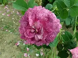 ‘Hector’, Parmentier, um 1840