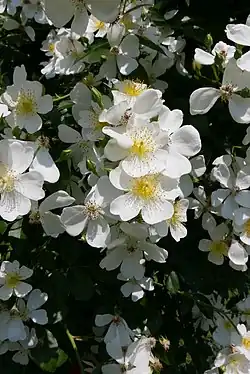 ‘Kiftsgate’, Hilda Murrell, 1954