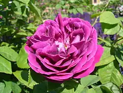 ‘Las Casas’, Vibert, 1828