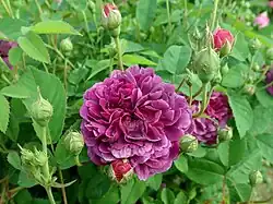 ‘Le Rosier Évêque’ (auch: ‘The Bishop’), vor 1790