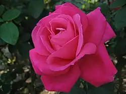 Blüte der Maria Callas Rose aus dem Jahre 1965 aufgenommen im Jingu Rose Garden Uji-Nakanokiri Ise, Mie Japan.