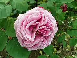 'Mme. Charles Baltet', 1877