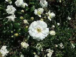 ‘Perle des Neiges’, Francis Dubreuil, 1902