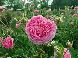 ‘Phénice’, Vibert, 1843