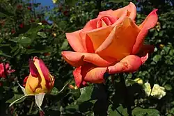 'Piccadilly', 1959, Kordes