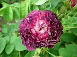 ‘Prince Frédéric’, Parmentier, um 1840