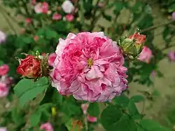 ‘Renoncule ponctuée’, Vibert, 1835