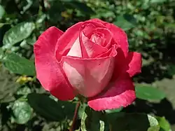 'Rose Gaujard', 1956, Jean-Marie Gaujard