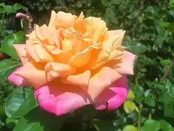 ‘Tahiti’, Meilland, 1957