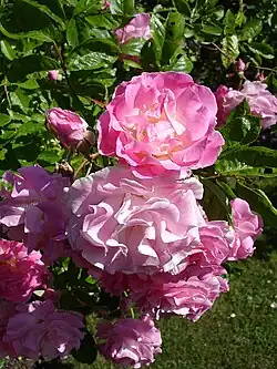 ‘Tausendschön’, J. C. Schmidt/Kiese, 1906