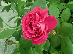 'Ulrich Brunner Fils', 1881