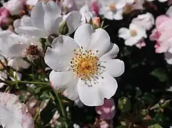 ‘Venice’, Noack, 2003