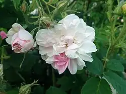 ‘York and Lancester’, vor 1551