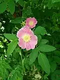 Rosa pendulina var. heterophylla