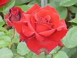 ‘Ingrid Bergman’, Poulsen, 1984