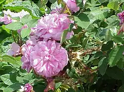 ‘Marie de Bourgogne’, Vibert, um 1850