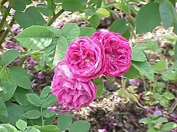 ‘Prinz Charles’, Hardy, 1842