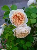 Rosa 'Teasing Georgia'