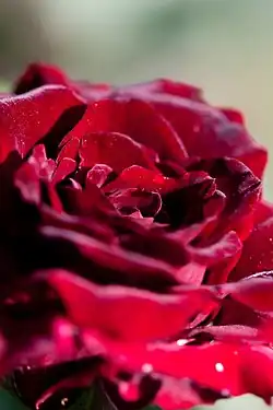 ‘Kuroshinju’, Seizo Suzuki, 1989