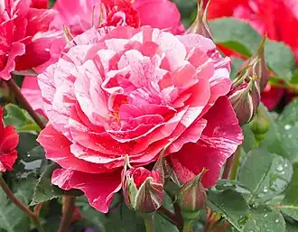 ‘Paul Gauguin’, Jack E. Christensen, 1992