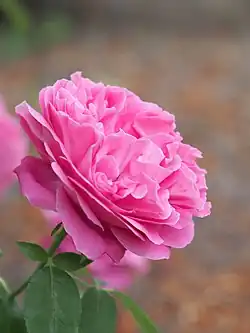 ‘Paul Neyron’, Antoine Levet, 1869