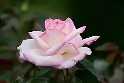 'Princesse de Monaco', 1981, Marie-Louise Meilland