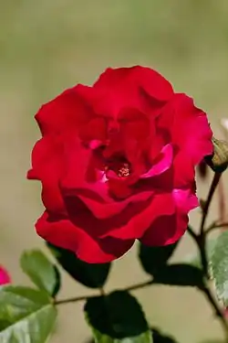 ‘Ulmer Münster’, Kordes, 1982