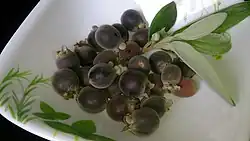 Rhodomyrtus tomentosa