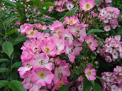 ‘Puccini’, Louis Lens, 1982