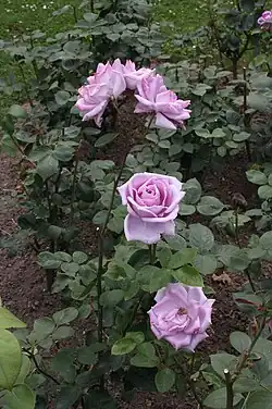 Mainzer Fastnacht, Mathias Tantau jun., 1964