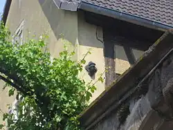 Oberleitungsrosette in Edenkoben, Obergasse 25