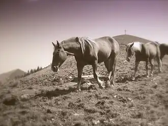 Pferde am Roßkopf